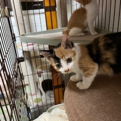 もみじちゃん