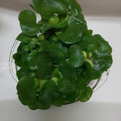 水草 ホテイアオイ メダカの飼育等に