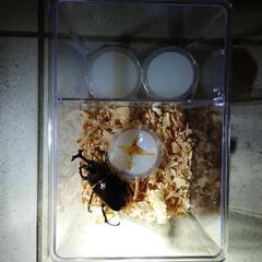 国産カブトムシ　ブリード品03