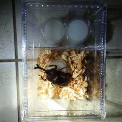 国産カブトムシ　玉川上水産　ブリード品の画像