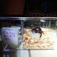 国産カブトムシ　玉川上水産　ブリード品の画像