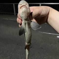 🙆‍♀️レンタル人1時2500円＋交通費🙆‍♀️