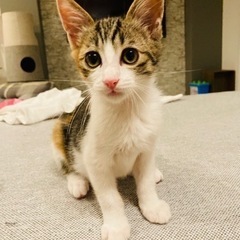 リボン模様の三毛子猫