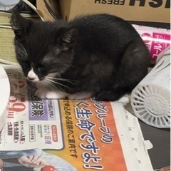 茶トラ兄妹は里親決まりました！あと2匹です。 - 猫