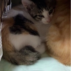 茶トラ兄妹は里親決まりました！あと2匹です。 − 山形県
