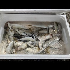 釣り仲間を募集🎵 東京、千葉