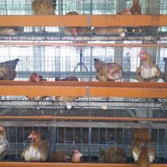 【住み込み】養鶏場でタマゴの仕分け【西条駅】の画像