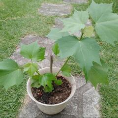 酔芙蓉