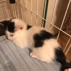 2ヶ月弱の子猫里親募集！ - 北名古屋市
