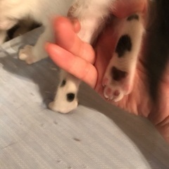 2ヶ月弱の子猫里親募集！ - 猫