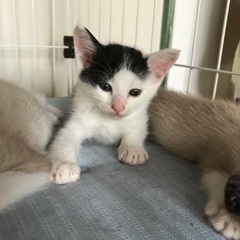 2ヶ月弱の子猫里親募集！ - 里親募集