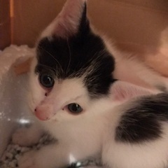 2ヶ月弱の子猫里親募集！