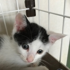 2ヶ月弱の子猫里親募集！ − 愛知県