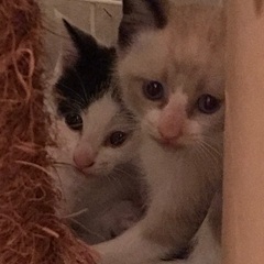 庭先で生まれた子猫里親募集！ − 愛知県