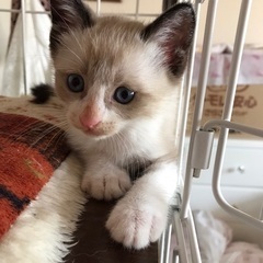 庭先で生まれた子猫里親募集！ - 猫