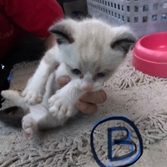庭先で生まれた子猫里親募集！ - 北名古屋市