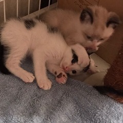 庭先で生まれた子猫里親募集！ - 里親募集