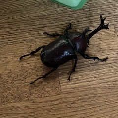 カブトムシ類無料配布