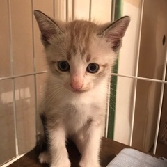 子猫(男の子)里親募集！