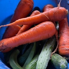 安心！安全！採れたて野菜
