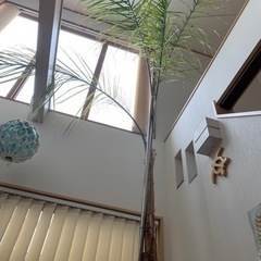 女王ヤシ　特大サイズ　激安❗️耐寒性あり❗️地植えにも❗️