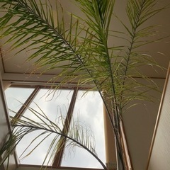 女王ヤシ　特大サイズ　激安❗️耐寒性あり❗️地植えにも❗️の画像