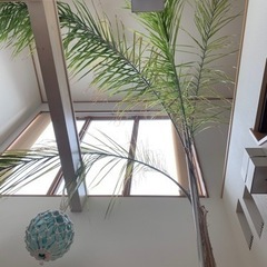 女王ヤシ　特大サイズ　激安❗️耐寒性あり❗️地植えにも❗️の画像