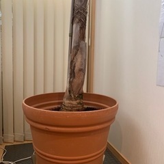 女王ヤシ　特大サイズ　激安❗️耐寒性あり❗️地植えにも❗️の画像