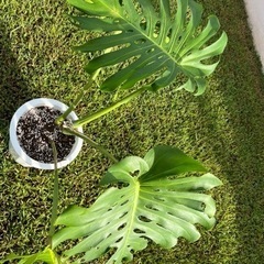 モンステラの画像