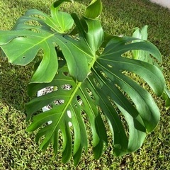 モンステラ2の画像