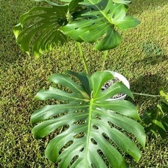 モンステラ2の画像