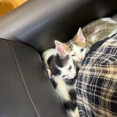 美形の子猫