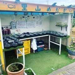 里山公園前　めだか無人販売所　里山めだか