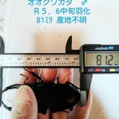 【新成虫】国産オオクワガタ♂81ﾐﾘ♀52ﾐﾘ　参　最終値下げし...