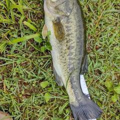 ブラックバスの泳がせ釣り仲間募集