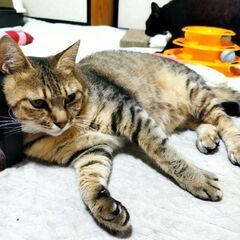 キジトラ♀人慣れしてます。譲渡が決まりました。 − 長野県