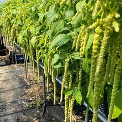 切り花で花業界に貢献しています♪の画像