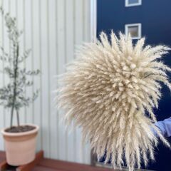 切り花で花業界に貢献しています♪の画像