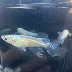 本日、明日営業☺️