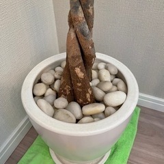 観葉植物　鉢の画像
