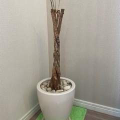 観葉植物　鉢の画像