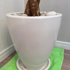 観葉植物　鉢の画像