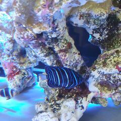 海水魚　ワヌケヤッコ　約６～7ｃｍ　スカンクシュリンプ付き