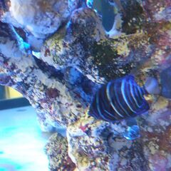 海水魚　ワヌケヤッコ　約６～7ｃｍ　スカンクシュリンプ付きの画像