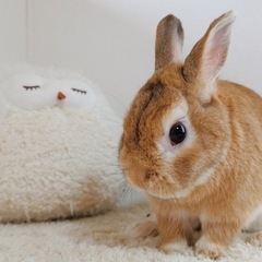 動物好きのお友達募集♪