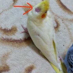 昨日広島市西区で目撃されました！オカメインコルチノー探しています