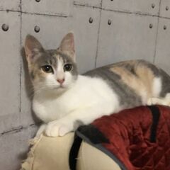超！美人な日本猫パステル三毛ちゃん