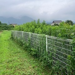 エンジン草刈機、電動トリマー等の作業　