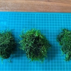水草: モス3種+エキノドルスオリエンタルセット