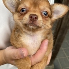 生後2ヶ月　レッドチワワ　男の子　ご家族決定しました